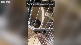 Sex in a capsule hostel and the continuation of their journey to the big city
